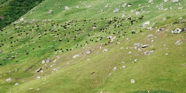Kantonspolitiker fürchten, dass Alpen wegen des Wolfs weniger bestossen werden und fordern Gegenmassnahmen.(Archibild BauZ)