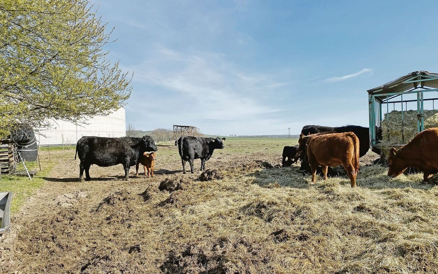 Zum Betrieb gehört eine kleine Mutterkuhherde mit zwölf Tieren. Diese ist aber eher ein Liebhaber-Projekt als ein wichtiger Betriebszweig.  