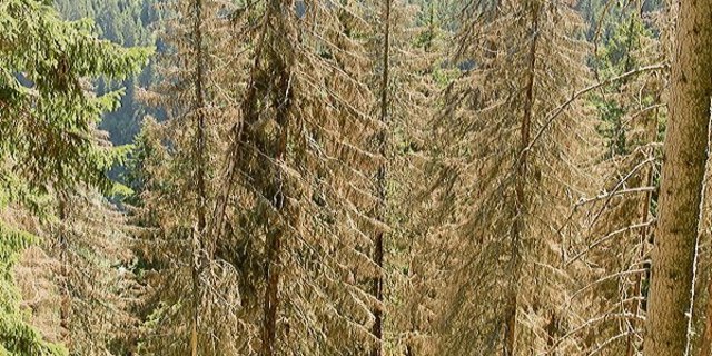 Die Schäden durch den Borkenkäfer sind gross. (Bild WSL)