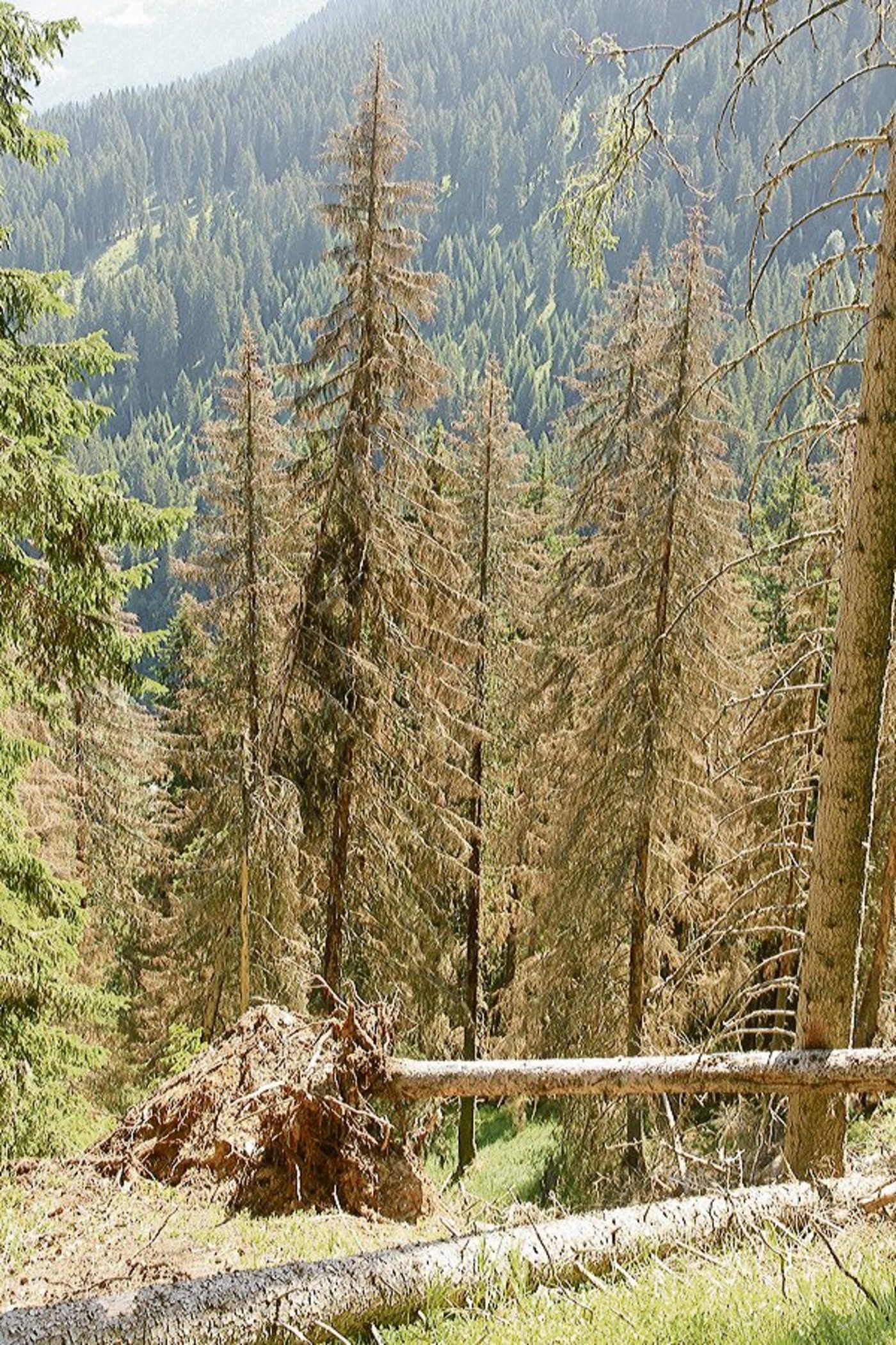 Die Schäden durch den Borkenkäfer sind gross. (Bild WSL)