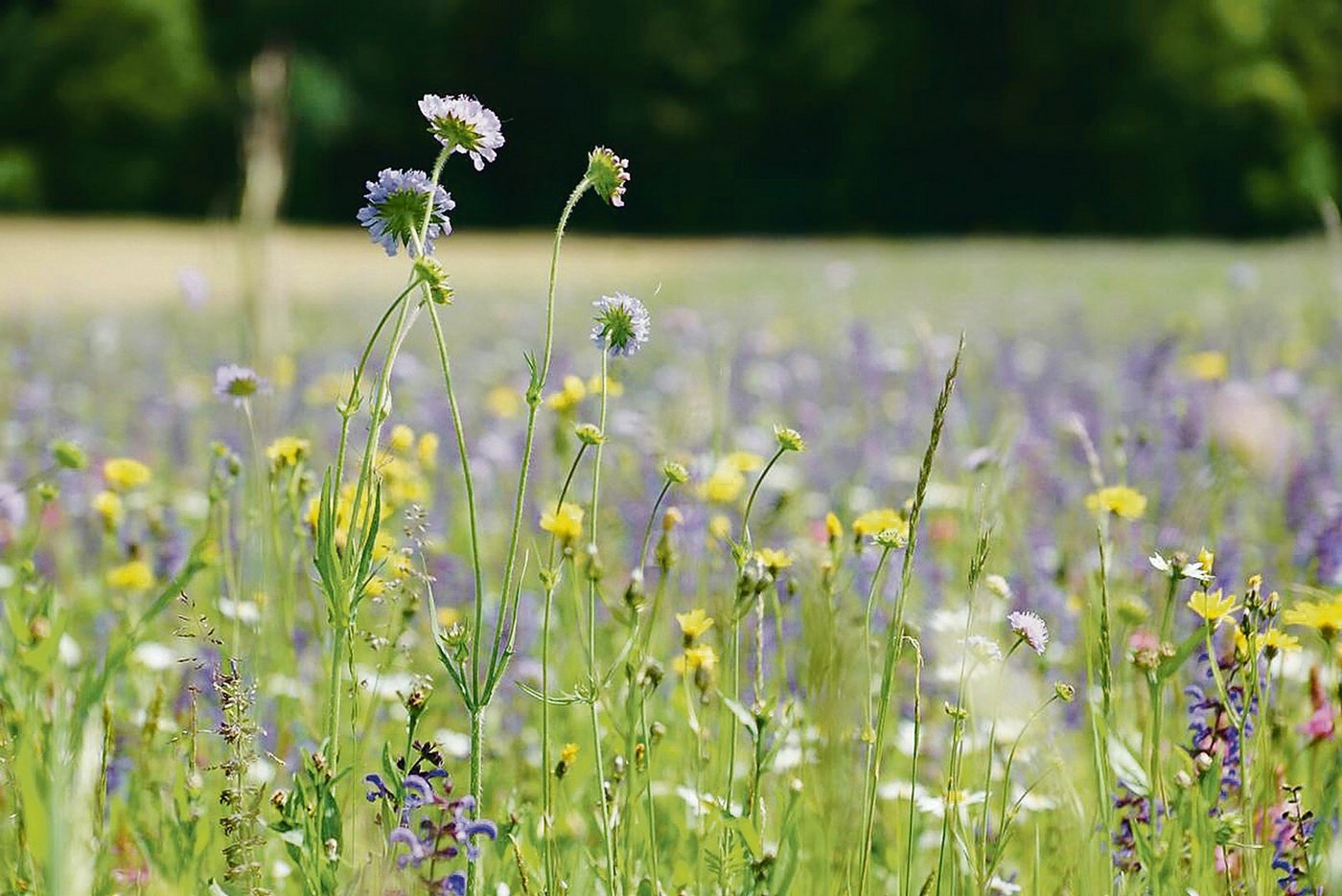 Bei extensiven Wiesen sei der Standort besonders entscheidend, sagen die befragten Produzentinnen und Produzenten. (Bild BauernZeitung)