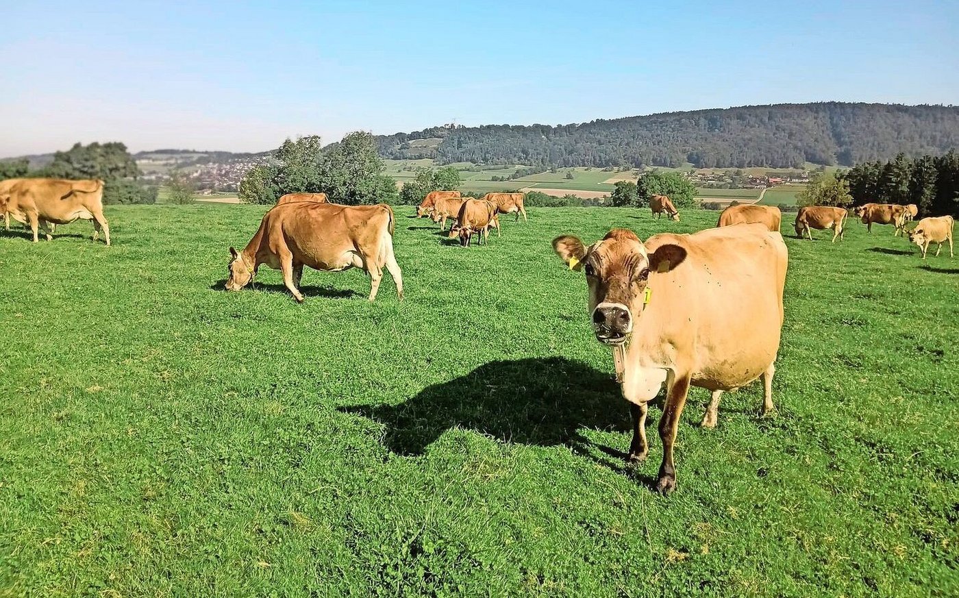 Zwischen Mitte März und Ende Oktober holen sich Sprengers Kühe ihr Futter ausschliesslich auf der Weide.