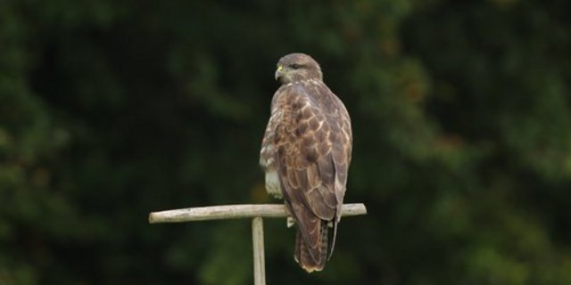 Ein Mäusebussard wartet auf einer Sitzstange auf Beute. (Bild: Patrick Donini/Vogelwarte)