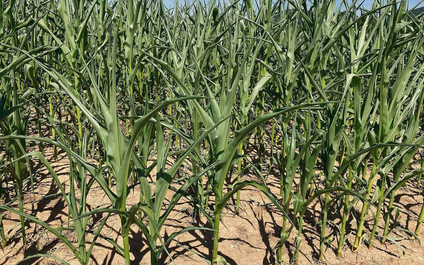 Mais hat gerne heisse Temperaturen und stellt eigentlich geringe Wasseransprüche. Aber was zu viel ist, ist zu viel. Die Blätter rollen sich ein und darben. Das wird den Ertrag schmälern.
