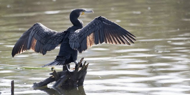 Der Kormoran sorgt vor allem bei Berufsfischern für Unmut. (pd) 