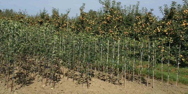 In Deutschland geht die Zahl der Baumschulen drastisch zurück. (Bild jr)