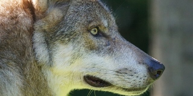 Bereits im September strich ein Wolf durchs Glarnerland. Der Rüde wurde im Novemer identifiziert. (Symbolbild Pixabay)