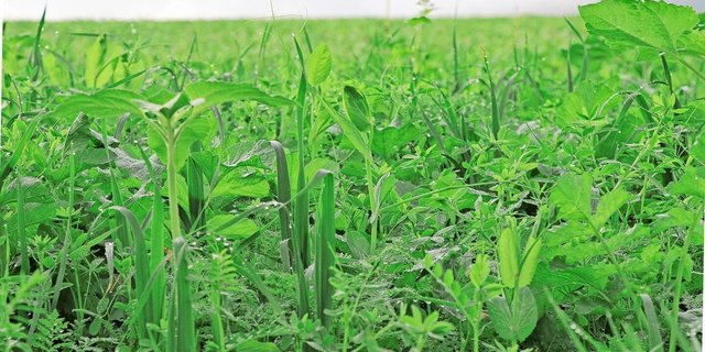 Gründüngungen seien keine Blühstreifen und müssten daher vor der Blüte abgestoppt und zur Flächenrotte gebracht werden.