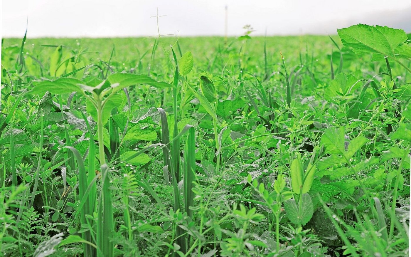 Gründüngungen seien keine Blühstreifen und müssten daher vor der Blüte abgestoppt und zur Flächenrotte gebracht werden.