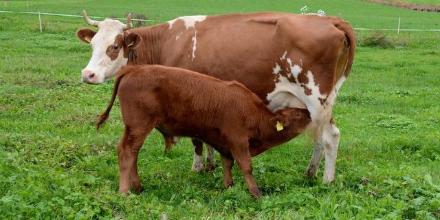 In der mutter- und ammengebunden Kälberaufzucht müsse man die Tiere täglich beobachten, betont das FiBL. (Bild FiBL/Thomas Alföldi)