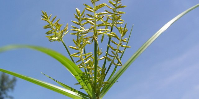 Das Erdmandelgras ist ein sehr anpassungsfähiges und hartnäckiges Ungras und muss frühzeitig erkannt und bekämpft werden. (Bild Chr. Bohren, Agroscope)