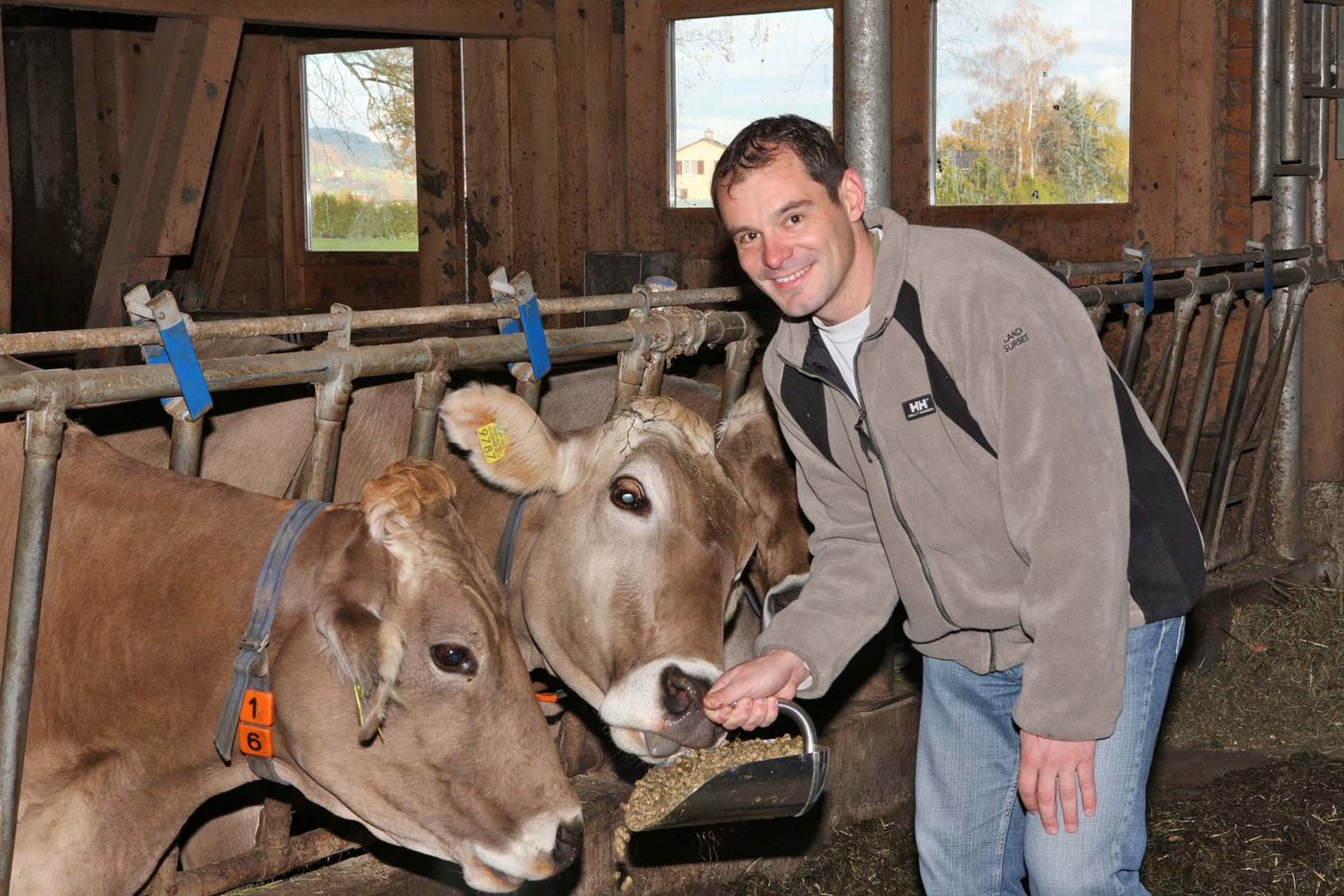 Patrick Eglis Maiswürfel sind bei den Kühen begehrt. (Bilder lid/zVg)