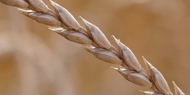 Dinkel ist ein altes Getreide und gilt als gesund. (Bild Pixabay)