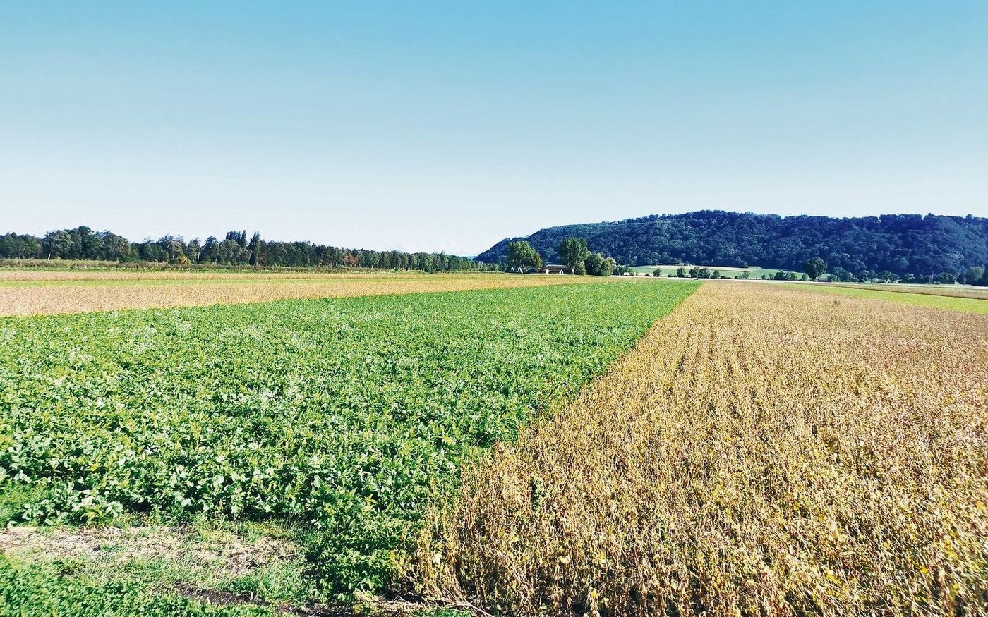 In Streifen wurden hier vier Kulturen auf derselben Parzelle angebaut. Anfang September standen so bereits hohe Gründüngungen neben abreifendem Soja. 