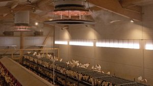 3 Experten geben Tipps gegen den Hitzestress Ob Hühner, Kühe oder Schweine – Nutztiere unterstützt man gegen den Hitzestress durch eine gute Belüftung,draussen durch ausreichend Schattenplätze und auf jeden Fall reichlich sauberes Tränkewasser. (Bild Peter Röthlisberger)