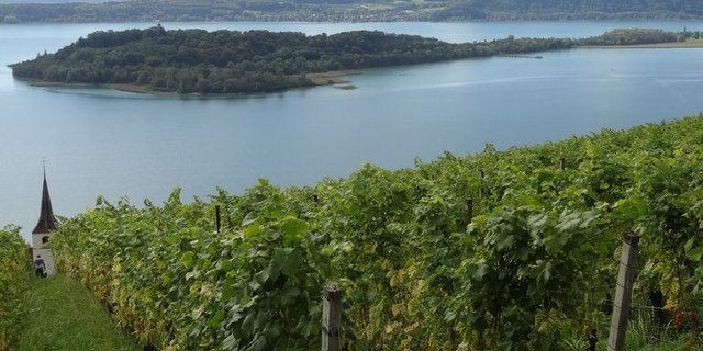 1'816 Tonnen Trauben wurden am Bielersee (hier Blick auf die St. Petersinsel) geerntet, 139 Tonnen am Thunersee, 15 Tonnen im übrigen Kantonsgebiet. (Bild lid)