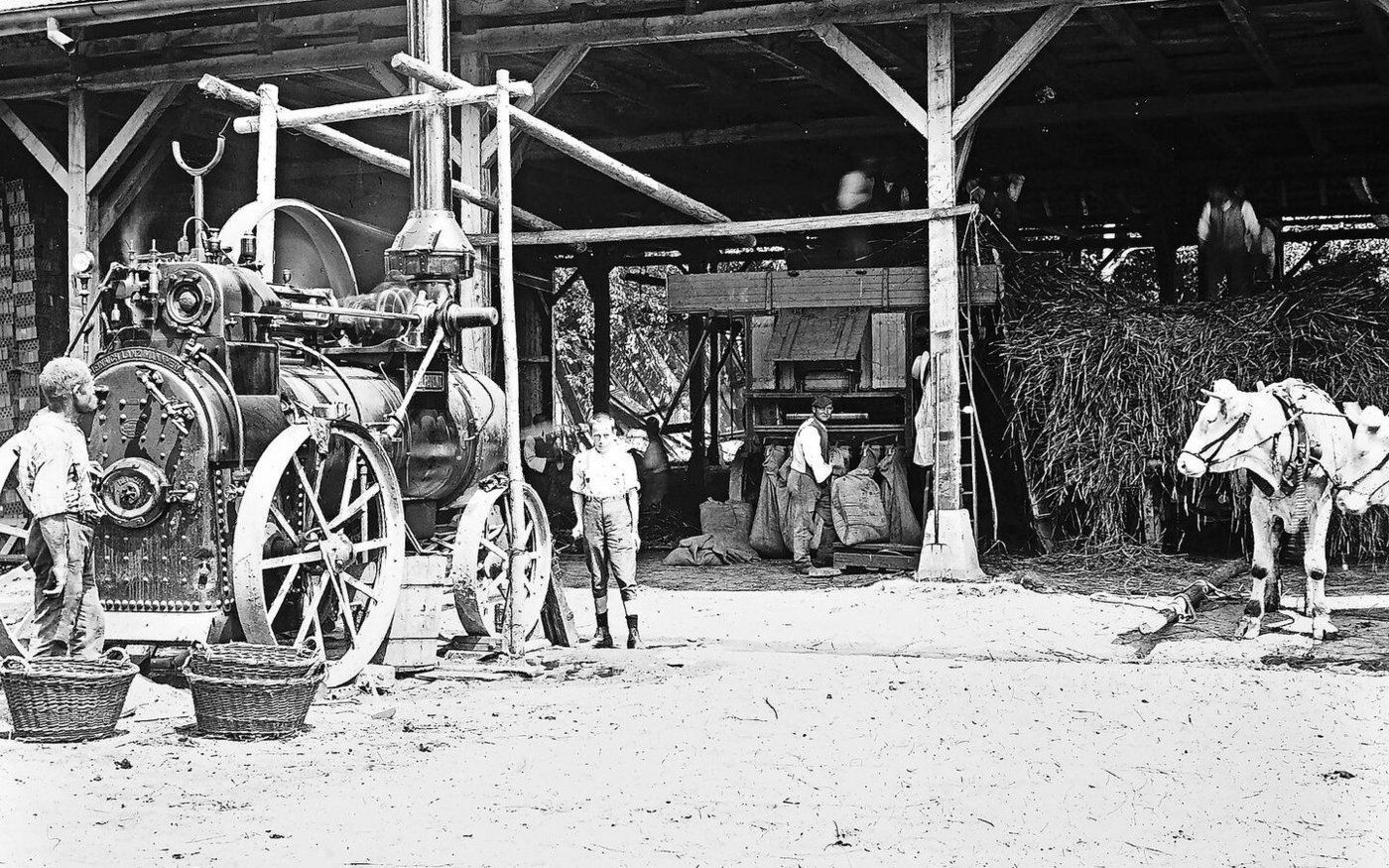 «Macht uns die Motorisierung in Zukunft wohl auch in der Landwirtschaft überflüssig? Und wenn ja: für wie lange?» Das fragten sich vielleicht die Ochsen im Landwirtschaftsbetrieb der Anstalt Witzwil 1914. 