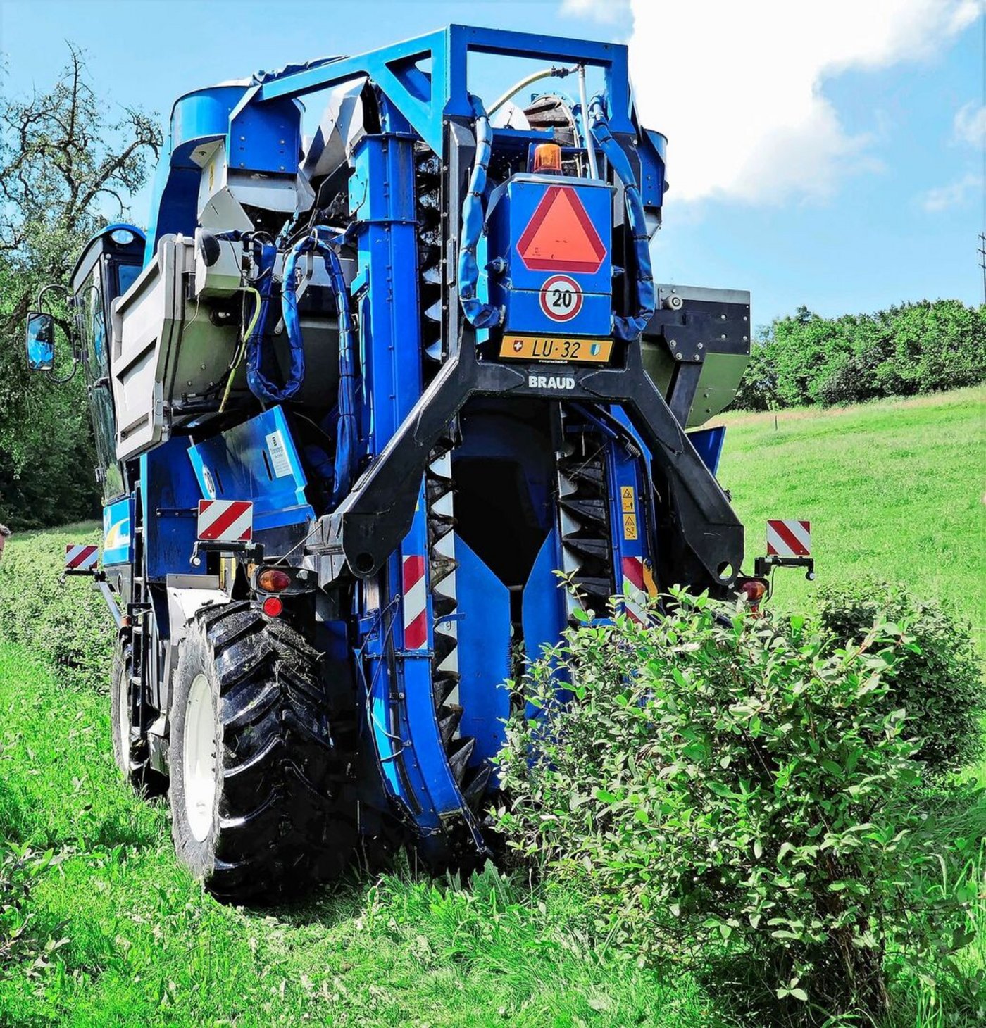 Die Beeren werden mit einem Vollernter gepflückt.