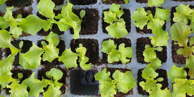 Da wächst etwas Gutes heran: Salatsetzlinge in Multitopfplatten. (Bild rae)