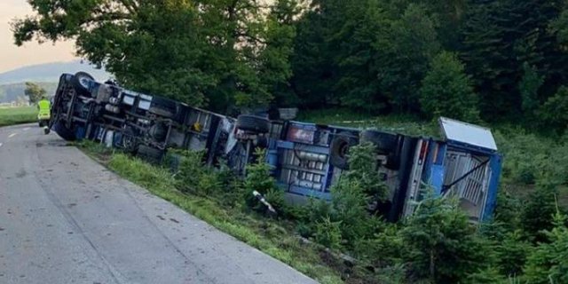 Der 29-Jährige Fahrer war mit dem Schweinetransporter auf der Schongauerstrasse in Richtung Fahrwangen unterwegs. (Bild Kapo AG)