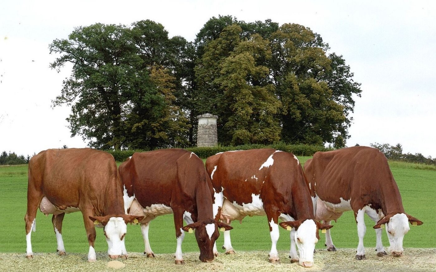 Ein seltenes Bild und ein grosser Höhepunkt bei der Familie Mast. Vier Generationen alles 100 000er-Kühe: Ozean Babette, Stadler Barbara, Incas Bella, Benua Baileys (v. r. n. l.). 