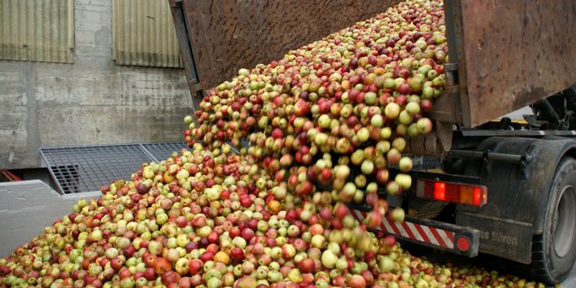 Ramseier nahm heuer 42'000 Tonnen Äpfel an. (Bild ji)