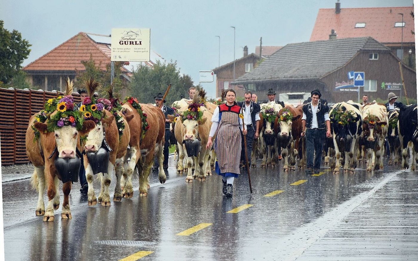 Welch grandioser Blumenschmuck: Die Herde von Yanick Egger von der Alp Chännel-Gantrisch, Ladera.