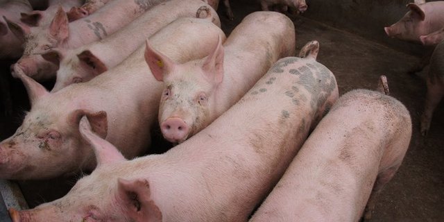 Bei der Schweinehaltung sollen mehr Kontrollen durchgeführt werden. (Bild lid)