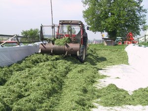 Durch das Walzen werden die Luftmengen im Schnittgut reduziert. So wird schnell ein anearober Zustand geschaffen, der Hefebildung und Nacherwärmung vermindert. (Bild Willi Gut, LBBZ Cham)