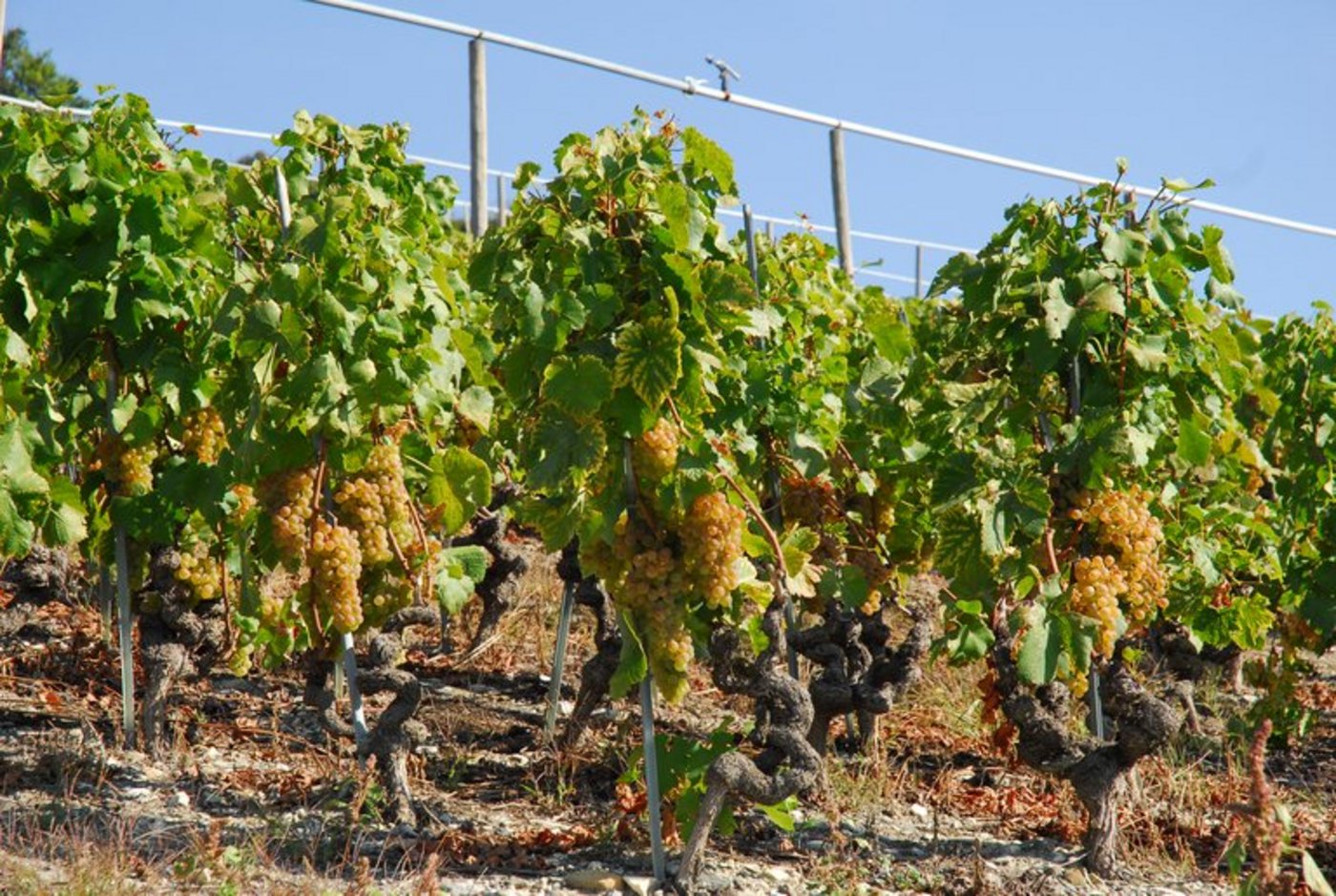 Die Ernte im Wallis ist zurückgegangen. (René Bühler/landwirtschaft.ch)