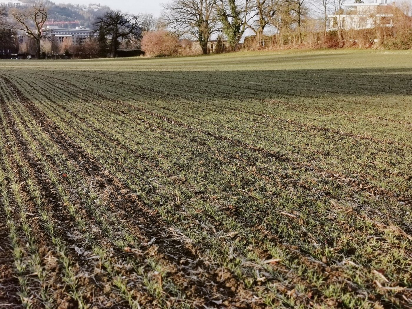 Das Ziel der geforderten Biodiversitätsförderflächen wurde im Bezirk Wasseramt nicht erreicht. Besonders die Massnahme BFF Typ 16, Saat in weiten Reihen, biete noch Potenzial.  (Bild Simone Barth)