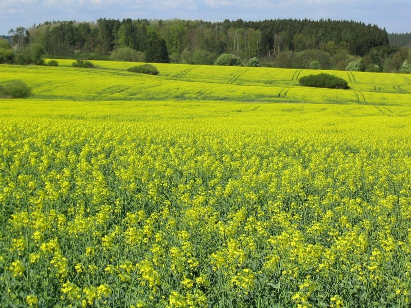 Rapsfeld in Tschechien. (Bild Pixabay)