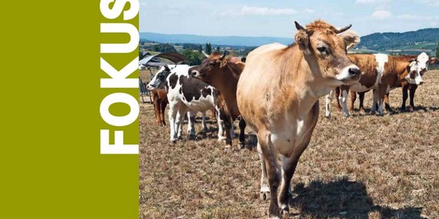 Der Klimawandel ist eine Herausforderung, der sich alle Branchen stellen müssen. (Bild SBV)