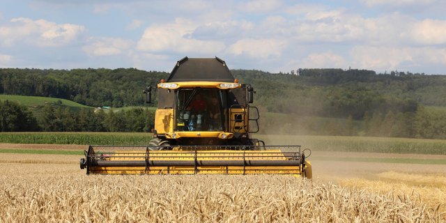 Der Brotweizen ist preislich attraktiver als Futterweizen. Deshalb pflanzen die Ackerbauern jährlich weniger Futterweizen an.
