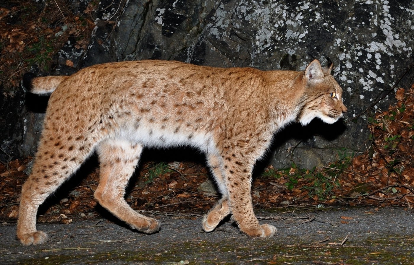 Im Wallis sollte es nach Berechnungen der Forschenden 12 bis 20 Prozent mehr Luchse geben. (Bild Stéphane Mettaz)