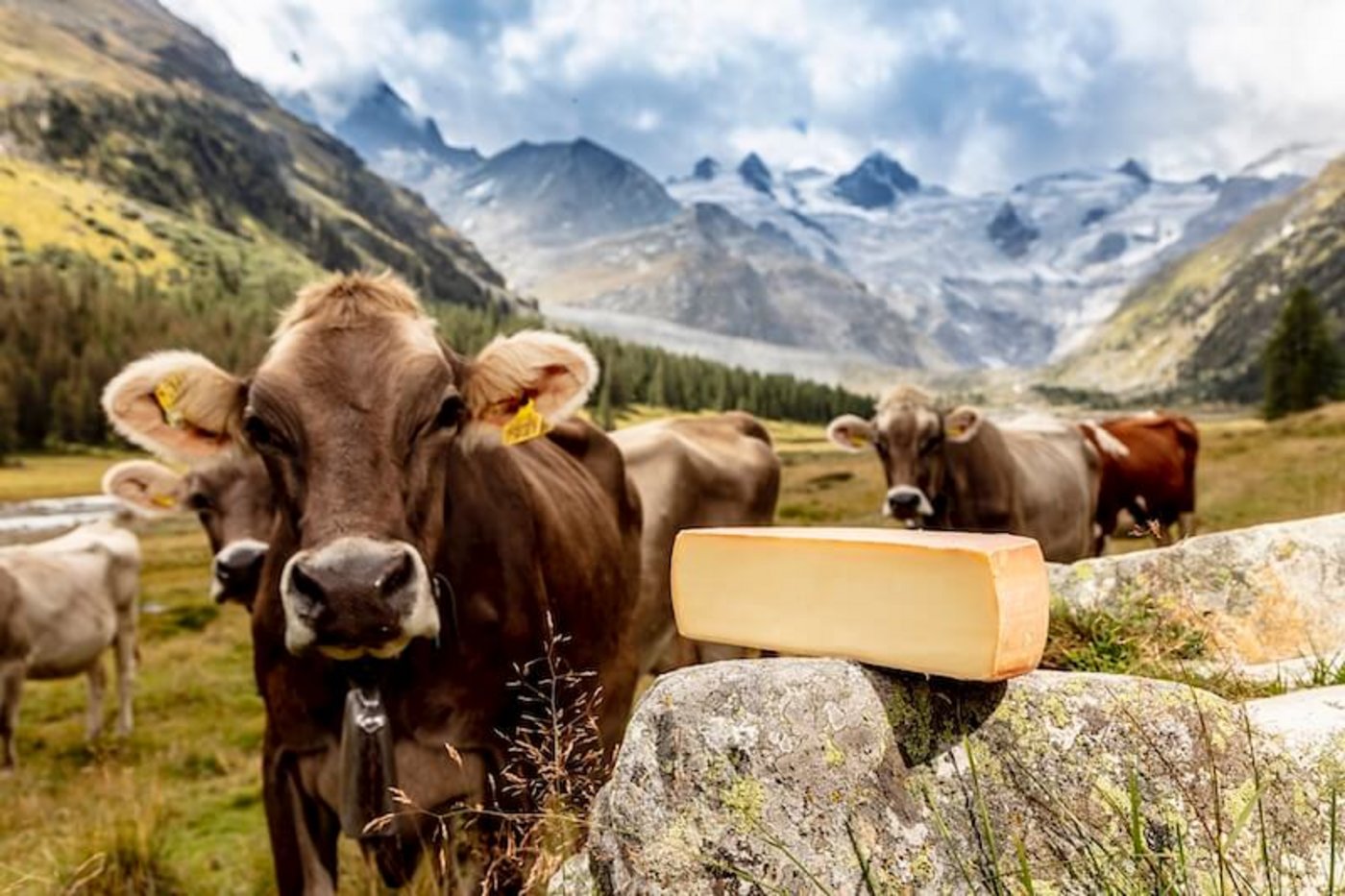 Auch die Emmi hat das Potenzial entdeckt, sie investiert vermehrt in regionale Molkereien. So auch in die Lateria Engiadinaisa. Nun erhalten die Produkte nach und nach ein neues Kleid – mit Erfolg. (Bild Emmi)