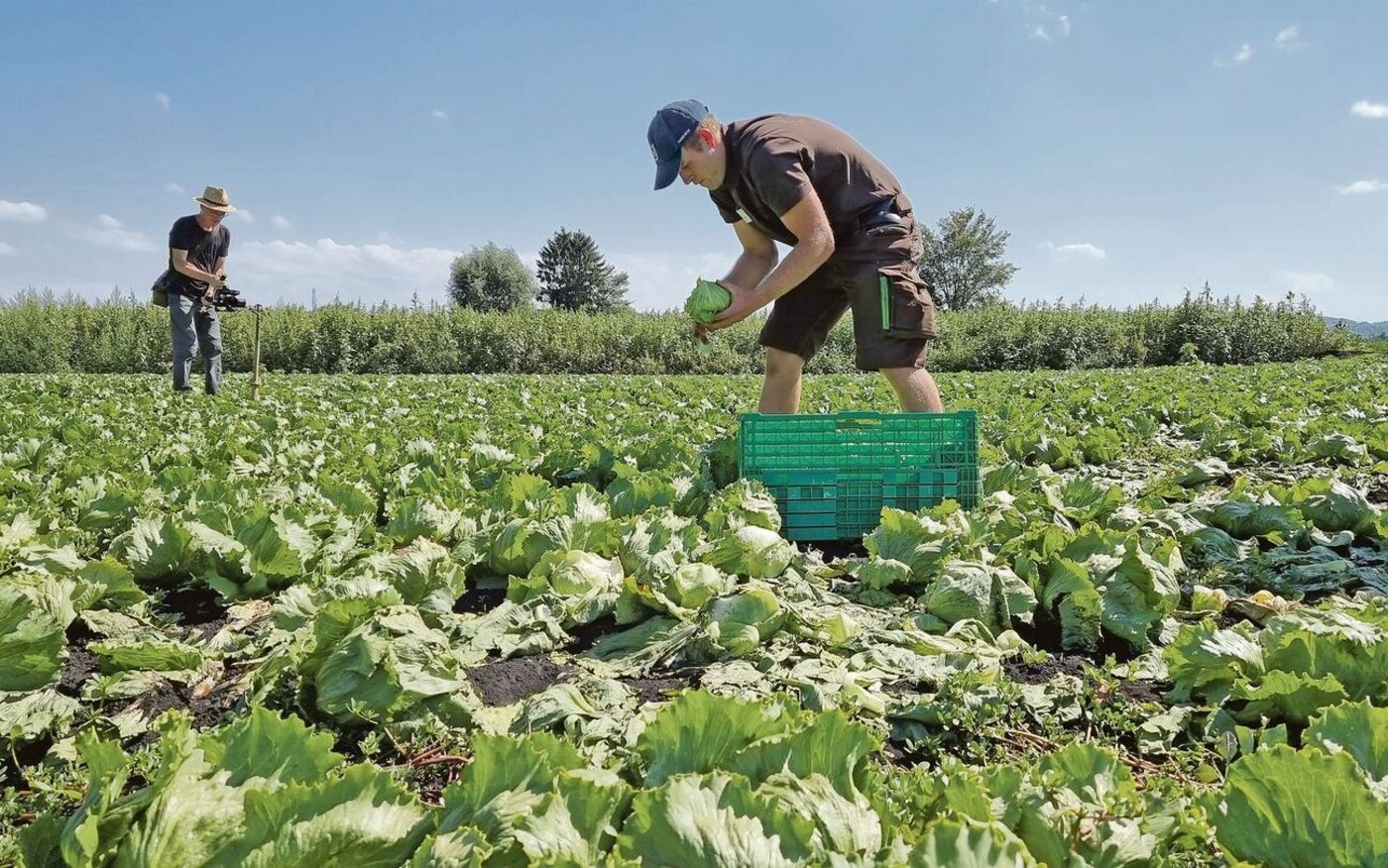 Michael Haab beim Absolvieren der Disziplin «Pflege/ Kulturbeurteilung von Salat».
