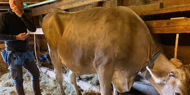John Marti behandelt Melissa. Sie erholte sich so gut, dass Seraina Pedrolini mit ihr im Herbst an einem Kuhrennen teilnehmen konnte.