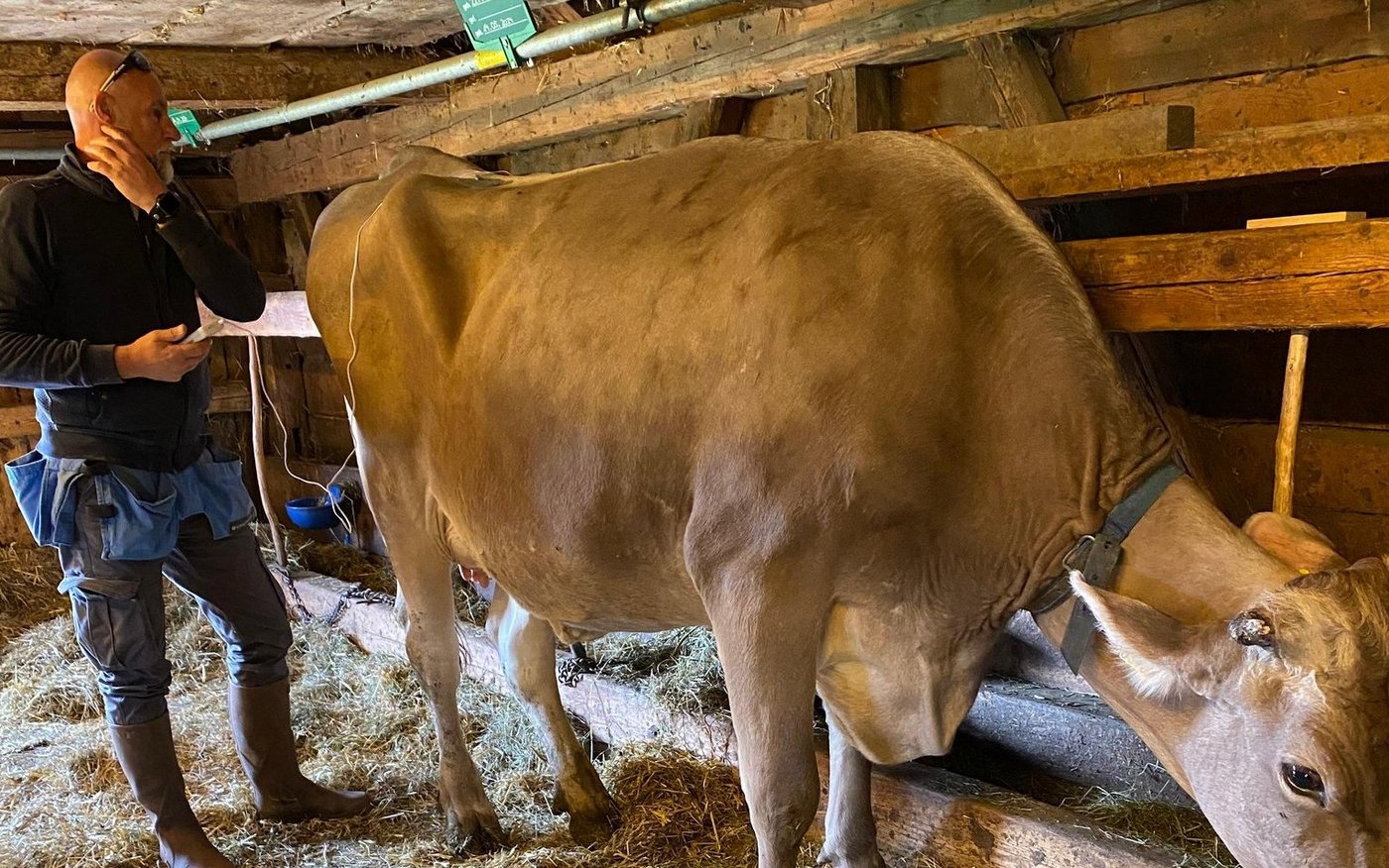 John Marti behandelt Melissa. Sie erholte sich so gut, dass Seraina Pedrolini mit ihr im Herbst an einem Kuhrennen teilnehmen konnte.