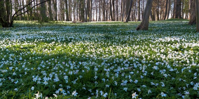 Lokal blühten die Buschwindröschen im März 2020 ganze 37 Tage früher, als man es erwarten würde. (Bild Pixabay)