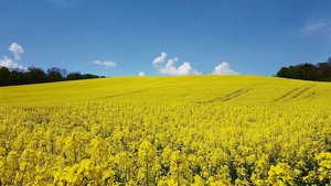 Gelingt der Anbau, p Gelingt der Anbau, präsentiert sich der Raps in einheitlicher Blüte und erfreut so manch Auge und Insekt.