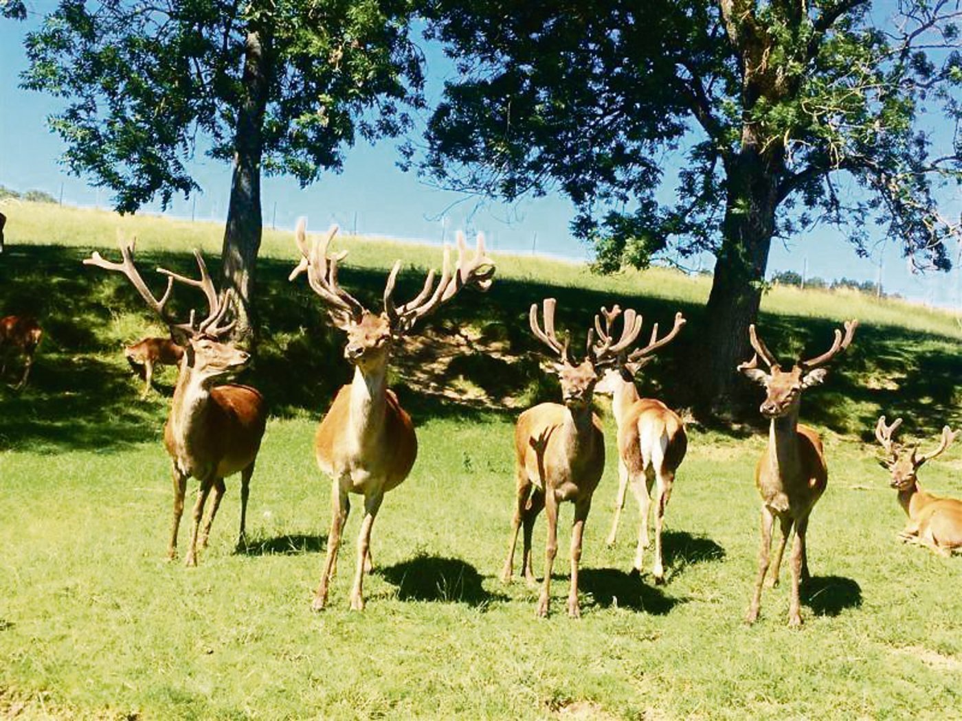 Dank der Hirschzucht kann das steile Gelände des Betriebes kostengünstig genutzt und unterhalten werden.