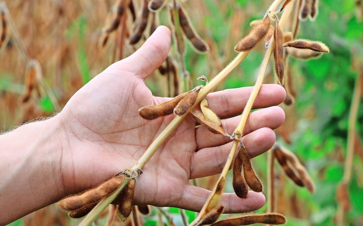 Die Speisesoja Mitte September, kurz vor der frühen diesjährigen Ernte. Familie Metzger stieg vor den zehn Jahren in den Anbau ein. 