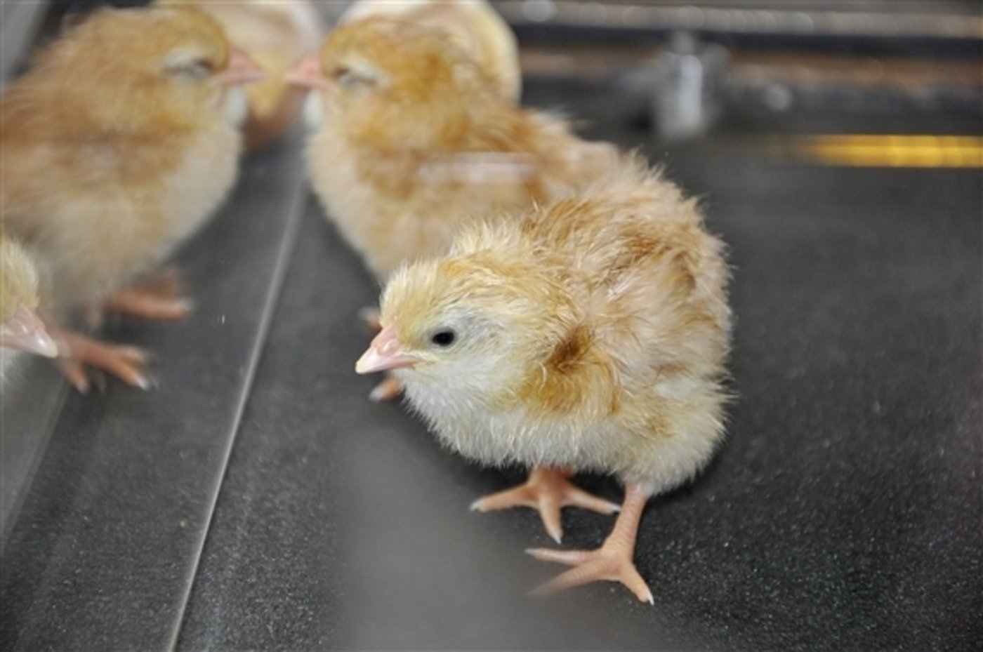Männliche Küken werden in Brütereien meist gleich direkt nach dem Schlüpfe getötet. (Symbolbild Havly/pixelio.de) 