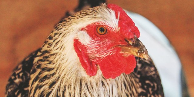 Durch ihre Hühnerschar wurde Melissa Caughey zur Bloggerin und Autorin.