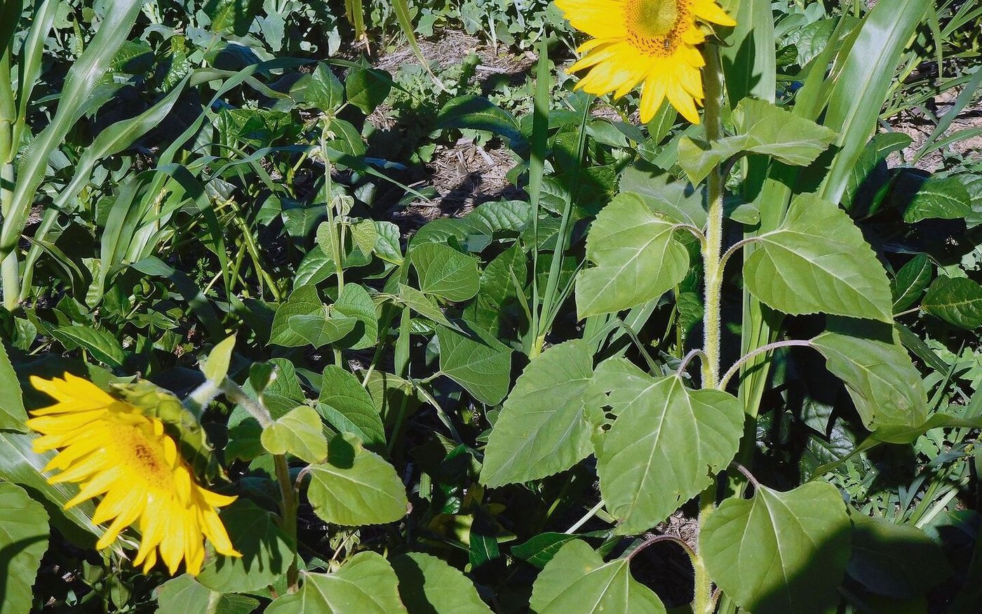 Auf der Weizenfarm wurde ein Gemisch verschiedener Bohnen, Buchweizen und Sonnenblume gesät.