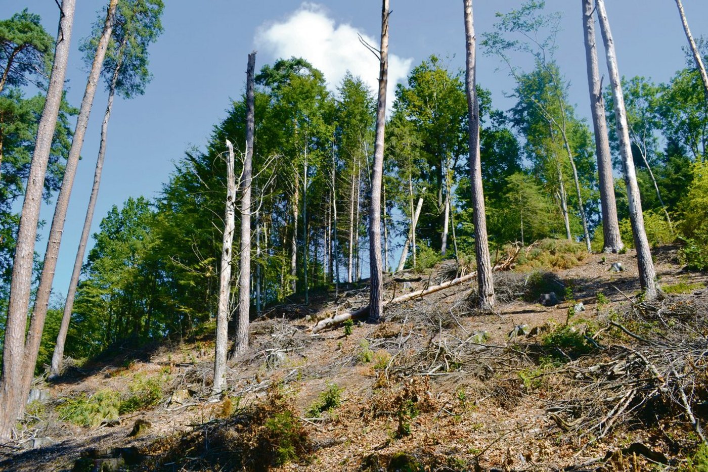 Nadelbäume kommen zunehmend unter Druck. Trockenheit, Stürme und der Borkenkäfer tun das Ihrige dazu.(Bild  jsc)