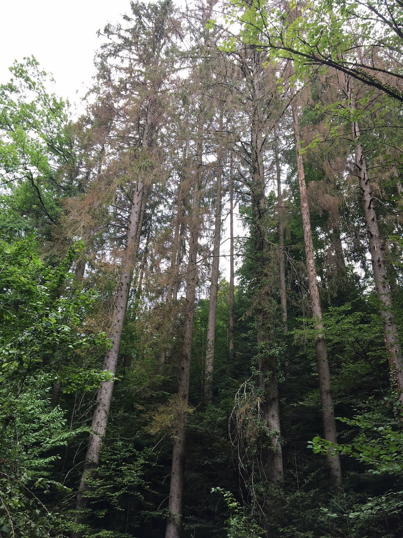 Der Borkenkäfer hat zugeschlagen: Befallene Fichten in einem Bauernwald im Kanton Luzern. Es wird empfohlen, solche Bäume zu entfernen. (Bild js)