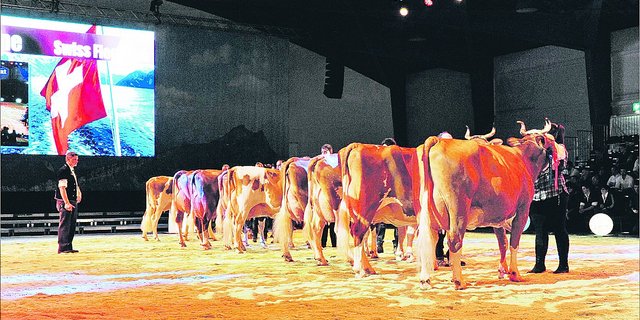 Auch die Rasse Swiss Fleckvieh wird dieses Jahr wieder ihren grossen Auftritt haben. (Bild Swiss Expo)