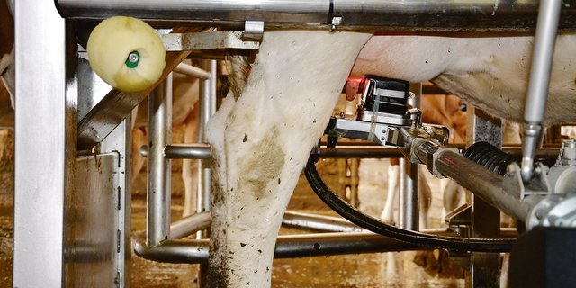 Bei Betrieben unter 25 Kühen wird ein Melkroboter immer mehr zum Thema. Die Betriebe sollten aber schon wirtschaftlich stark sein, bevor investiert wird und abklären, ob nicht mehrere Betriebe die Milchwirtschaft zusammen betreiben wollen. (Bild BauZ)